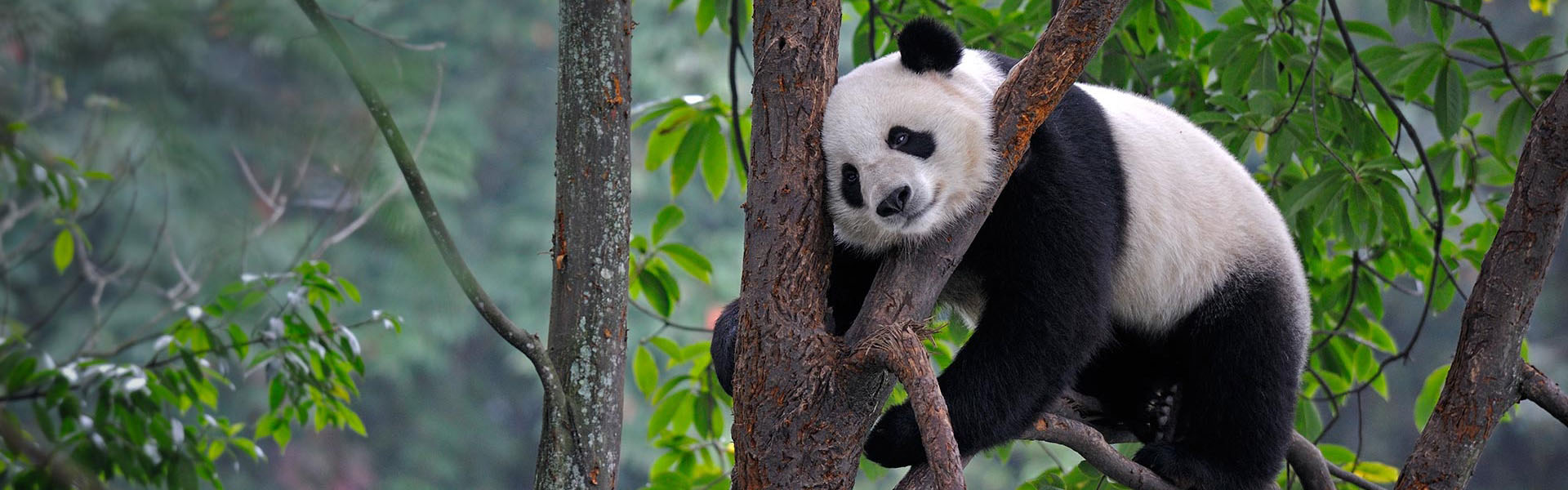 Tibet Tours from Chengdu by Train or Flight - all are customizable !