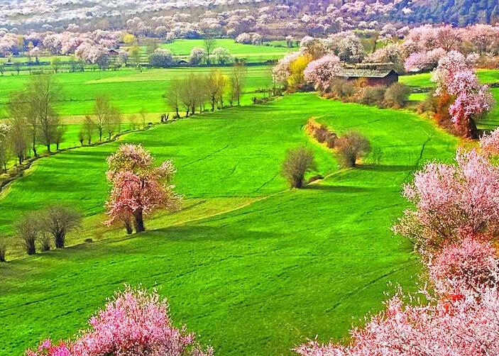 Nyingchi Travel Guide