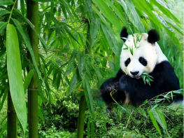 13 Days China Panda Train Tour with Yangtze Cruise