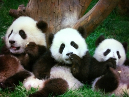 6 Days Yangtze River Cruise Tour from Chengdu