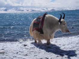 7 Days Xian & Lhasa & Namtso Lake Tour
